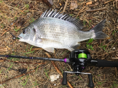 ショートバイトに苦しんだチニング