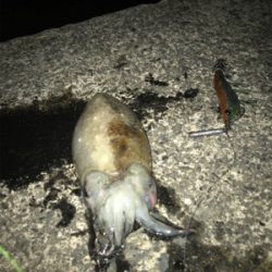 今年初イカ、人生初コウイカ