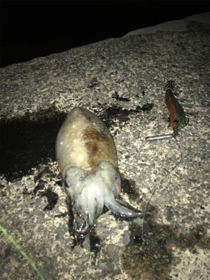 今年初イカ、人生初コウイカ