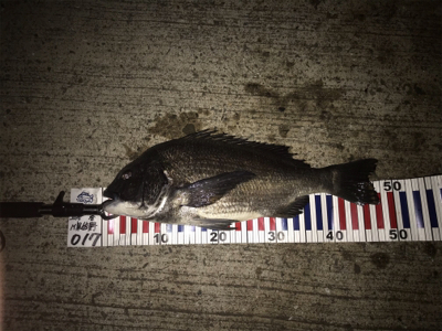 チヌ記録更新！シーバス最小サイズ更新！