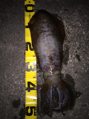 2018年初エギング