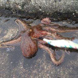 堤防からのタコ釣り