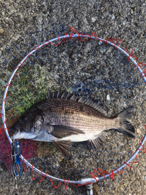 雨のあと肌寒く反応も渋い