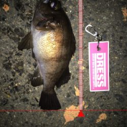 雨上がりのメバリング