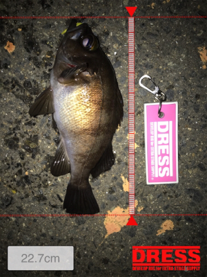 雨上がりのメバリング