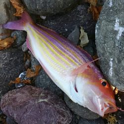 イトヨリダイ！