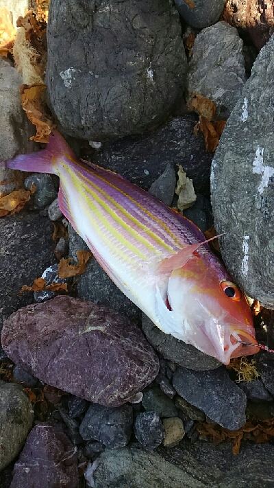 イトヨリダイ！