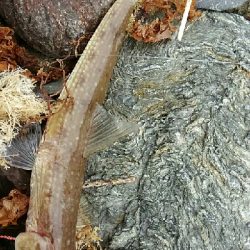 ショアジギング！