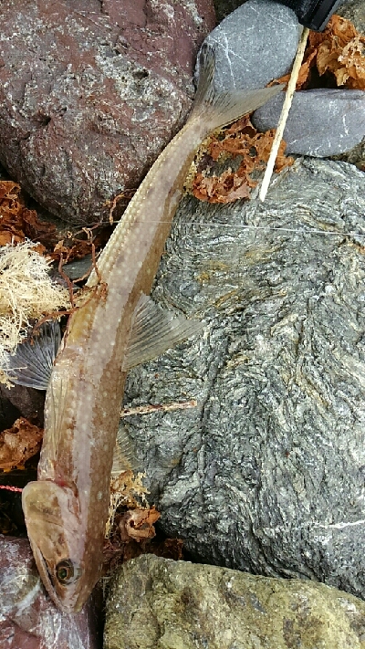 ショアジギング！