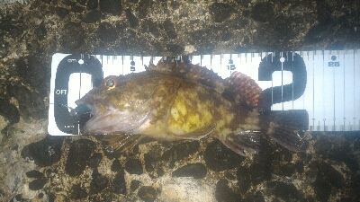 5目ライトゲーム