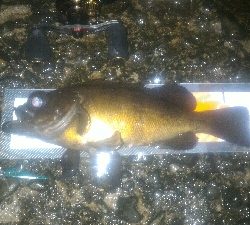 まだメバルポンポン