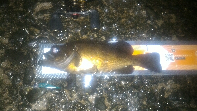 まだメバルポンポン