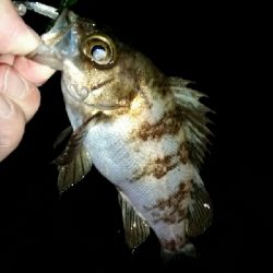 ワカメの中に潜られて