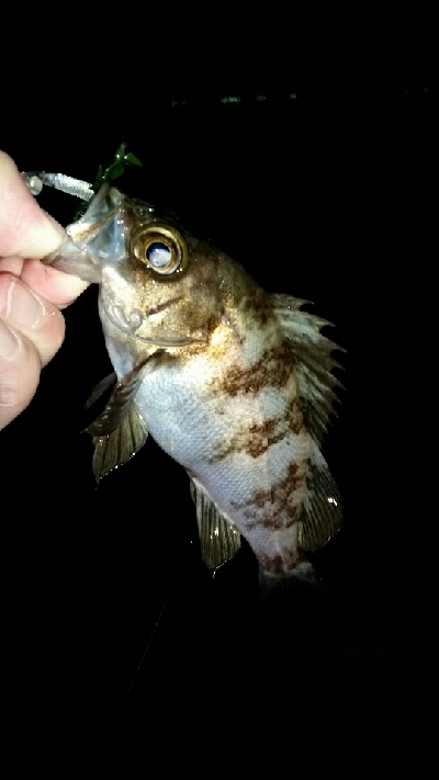 ワカメの中に潜られて