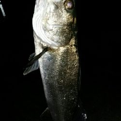 メバル狙いが……