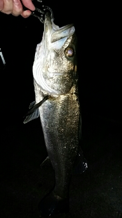 メバル狙いが……