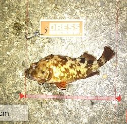 ボウズ逃れのガッシー