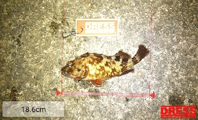 ボウズ逃れのガッシー