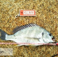 今年三度目の正直