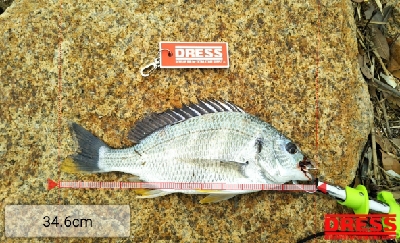 今年三度目の正直