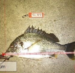 夜釣りチヌ