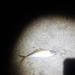 安乗メバリング遠征