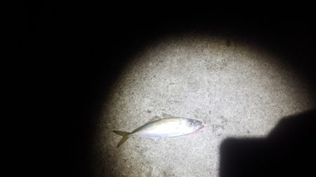 安乗メバリング遠征