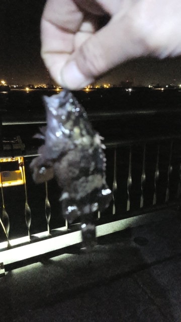 あじとサヨリ狙いでしたが、