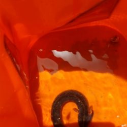 メジナが釣りたかったのですが…