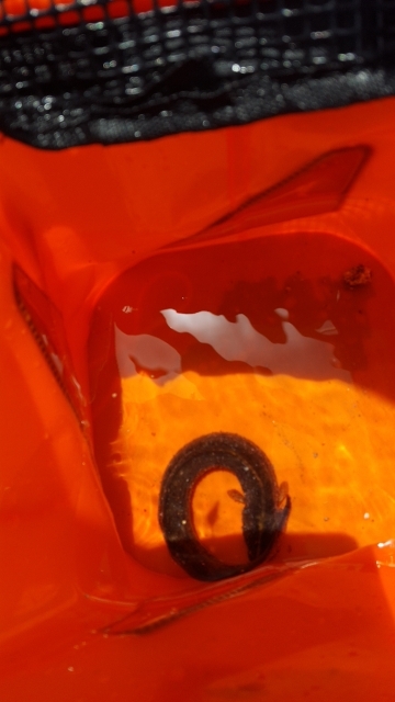 メジナが釣りたかったのですが…