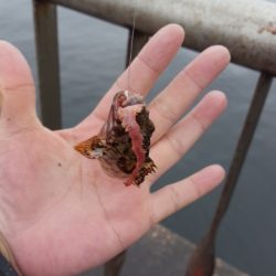 中通しうきの勉強中❗メジナ釣り