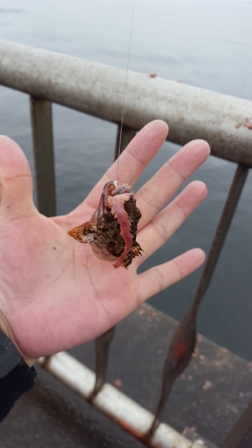 中通しうきの勉強中❗メジナ釣り