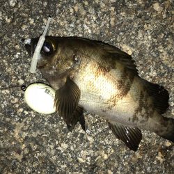 平日メバリング