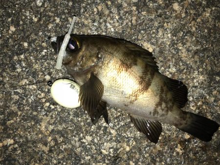 平日メバリング