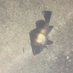 津田港でメバリング