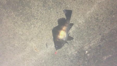 津田港でメバリング