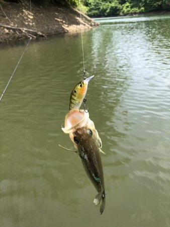 石川県 多根ダム釣行