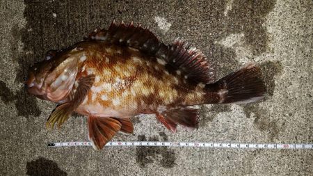 カサゴ尺前後が釣れています。
