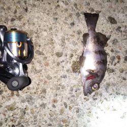 嫁メバリング修行