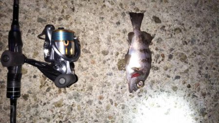 嫁メバリング修行