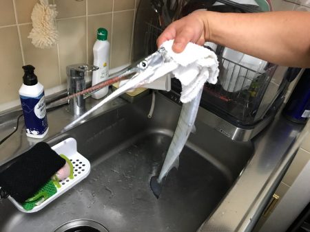 ダツ釣れました。