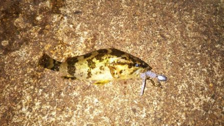 安定のメバリング