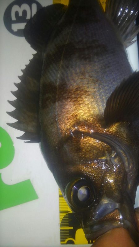 連休メバリング