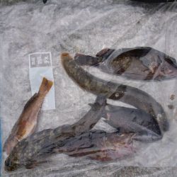 ホームで穴釣り