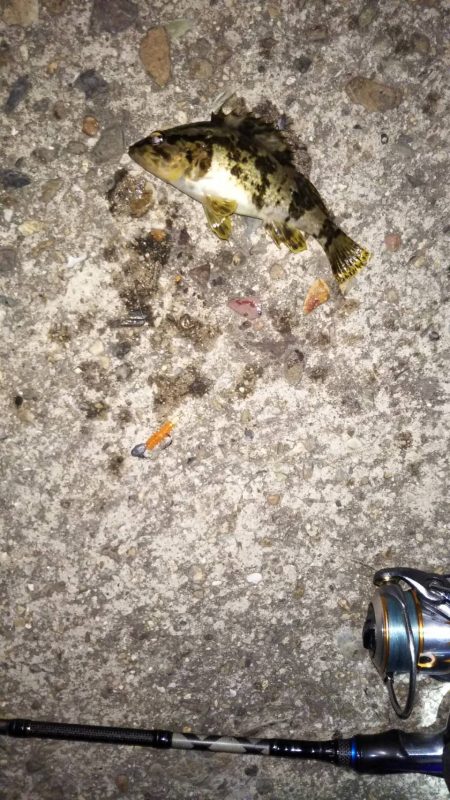 苦手な江井ヶ島で得意の小潮メバリング