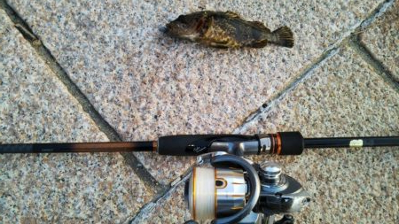 芦屋浜北側水道メバル調査