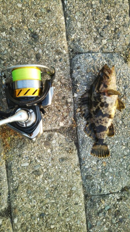 シーバスはいずこに?