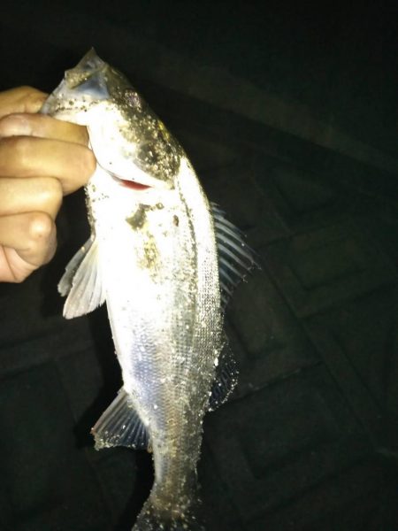 シーバス、チニング