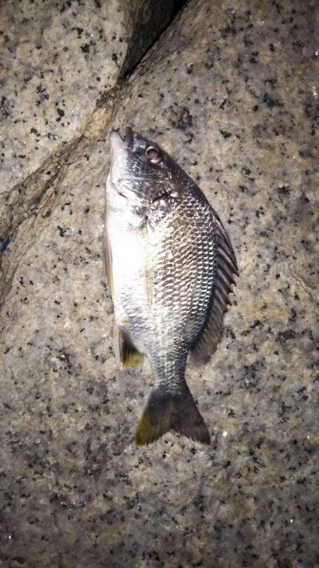 南芦屋浜〜シーバスの呪縛〜