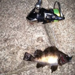 安定のメバリング！？